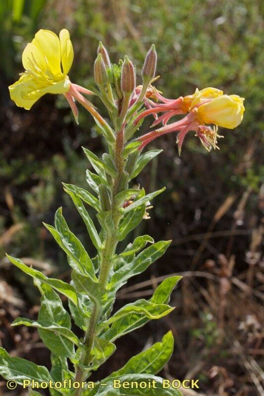 Oenothera velutina bark