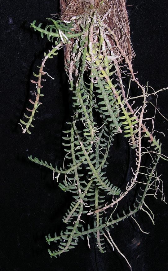 Dichaea squarrosa other