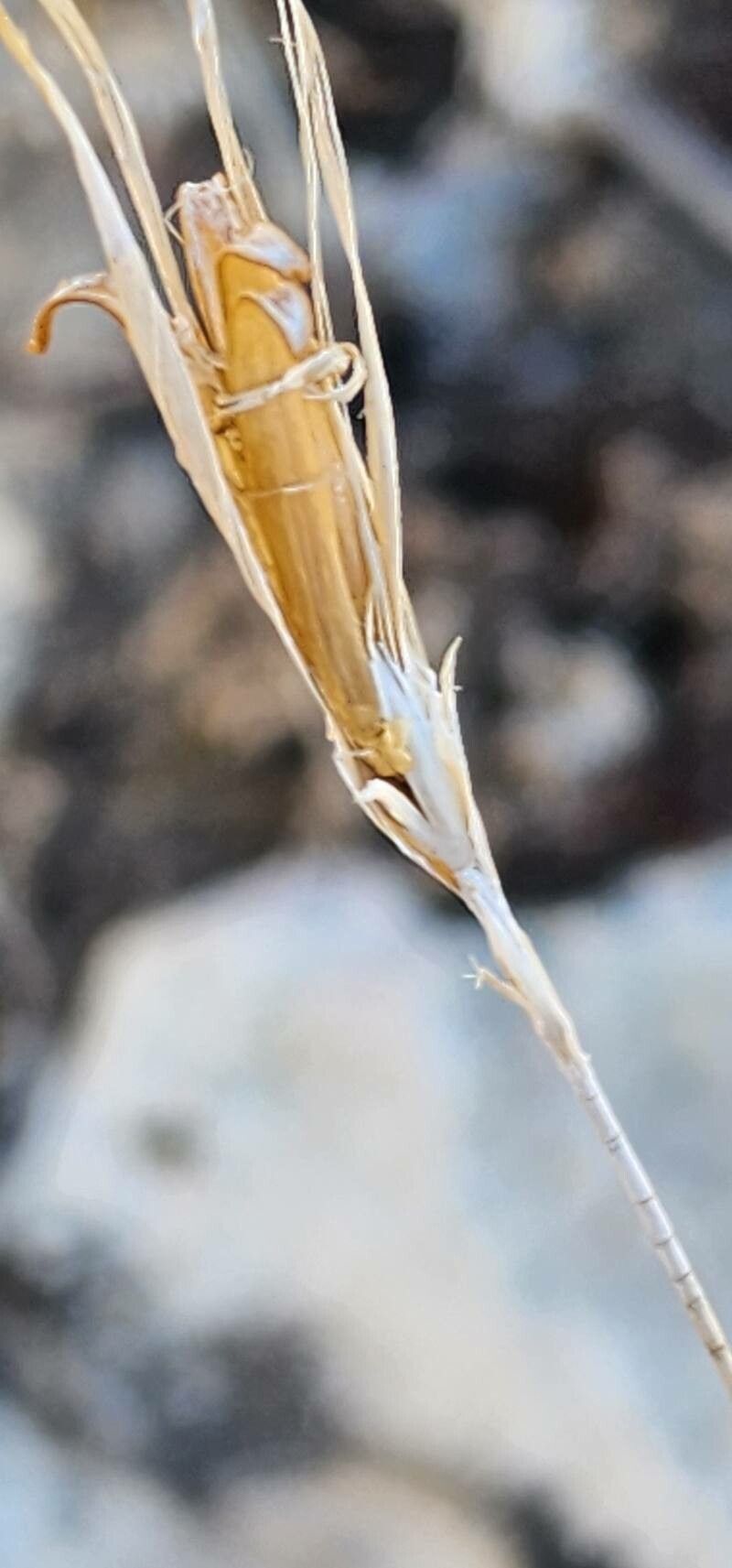 Dianthus austroiranicus fruit