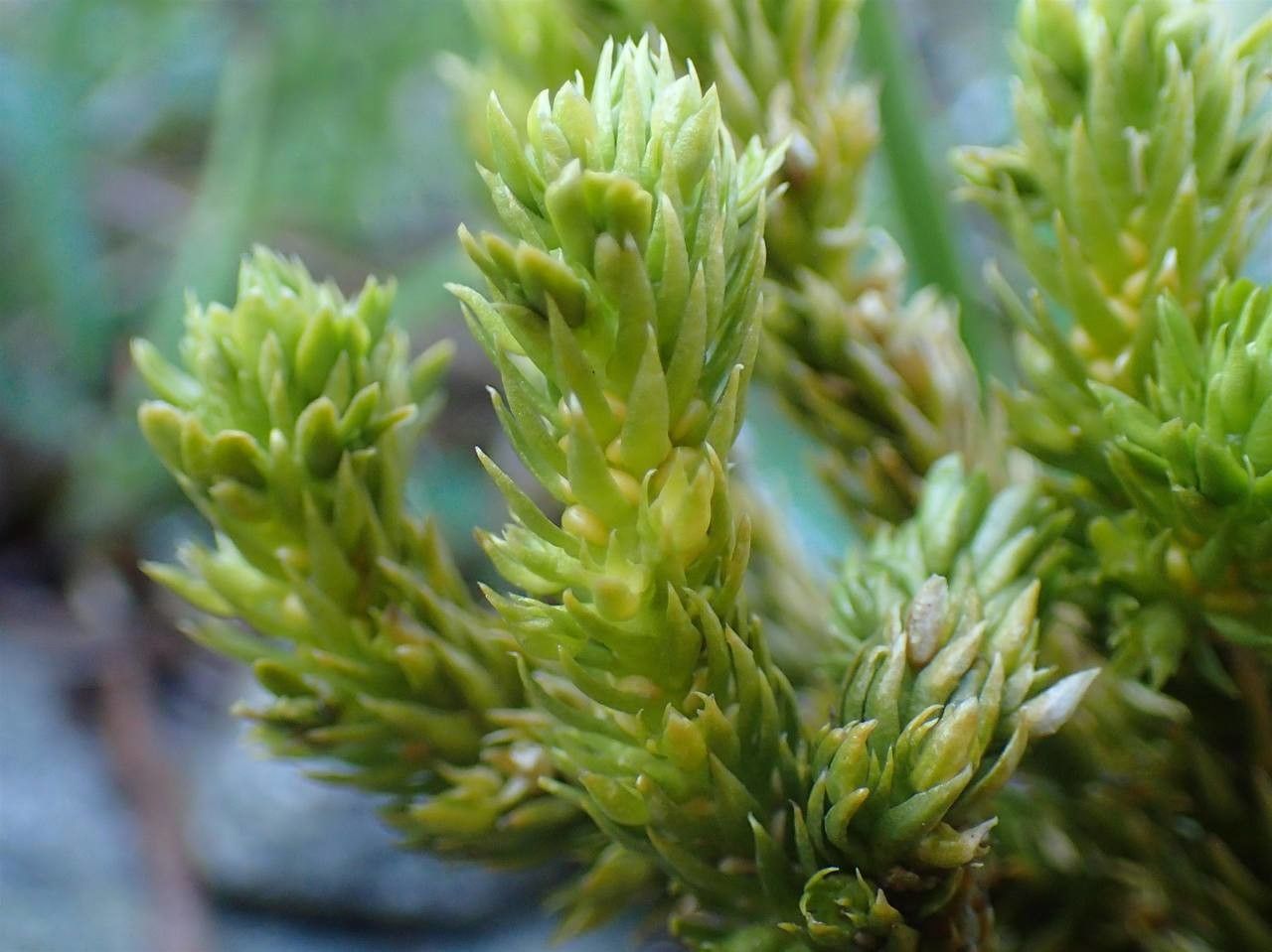 Huperzia selago fruit