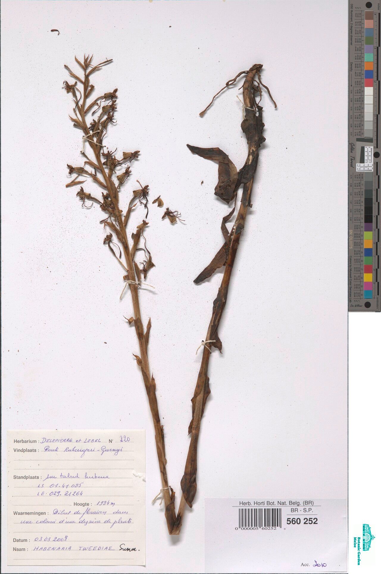 Habenaria tweedieae — houseplant care guide