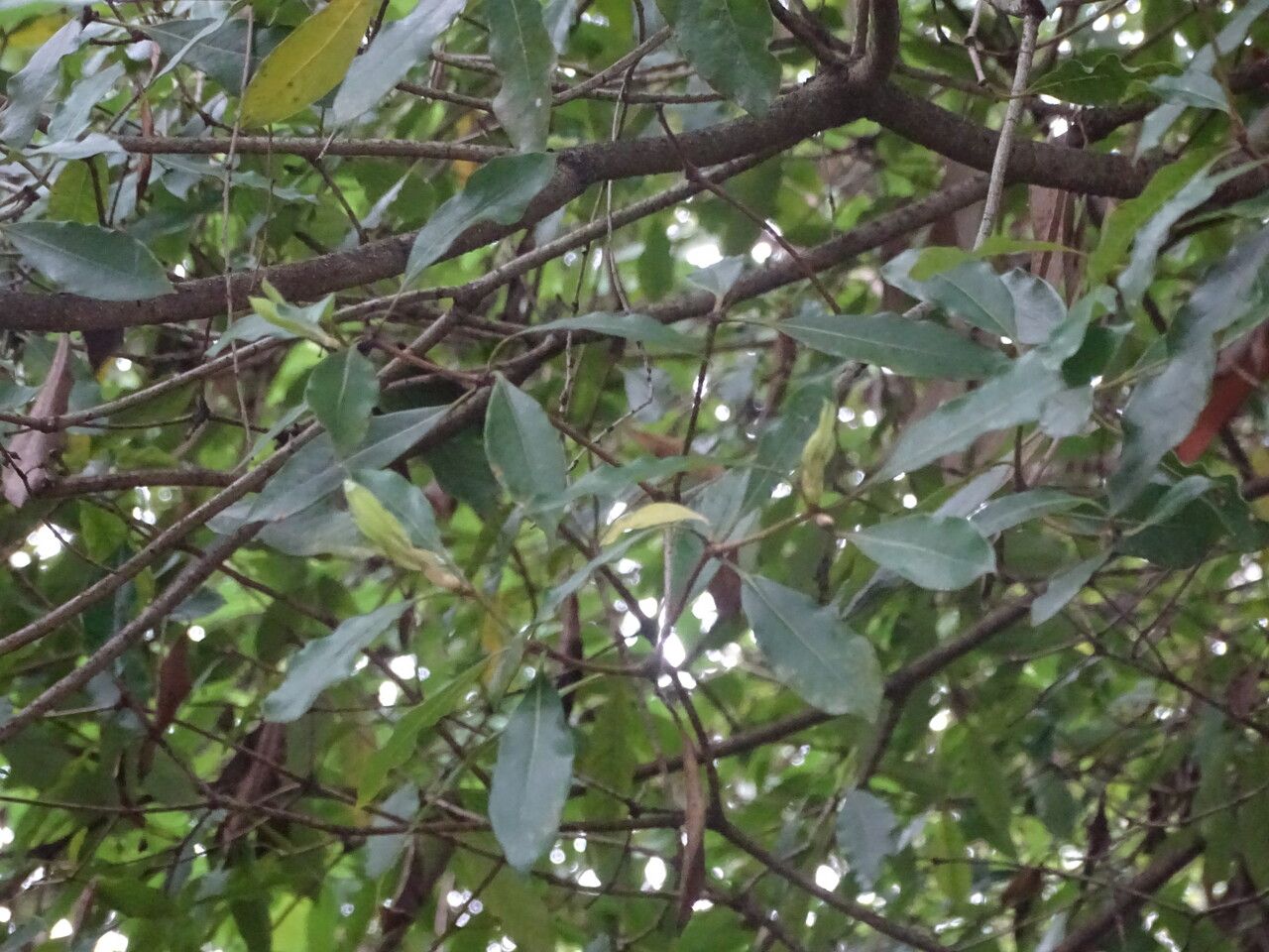 Terminalia australis leaf