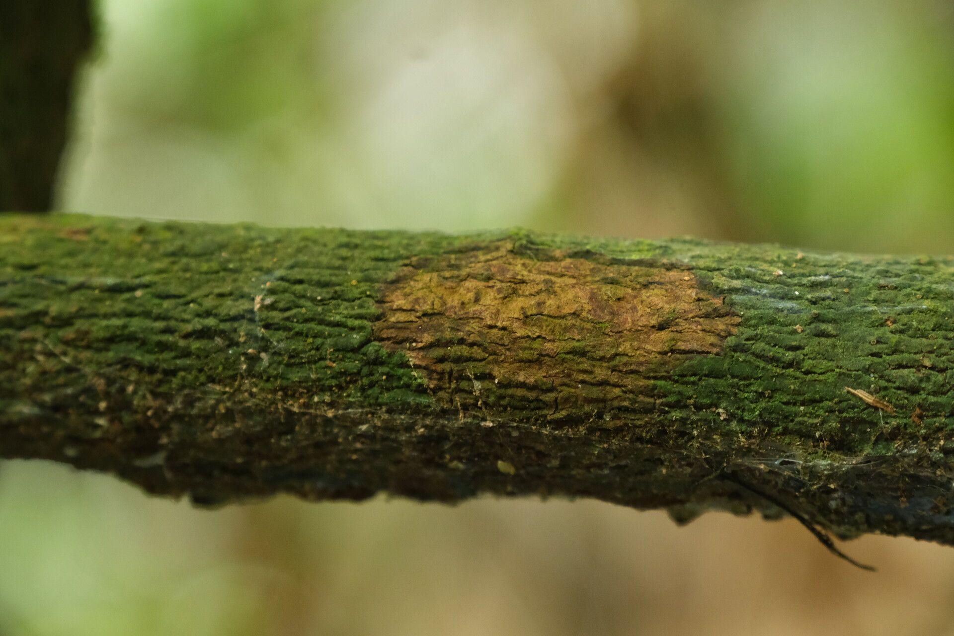 Rourea obliquifoliolata bark