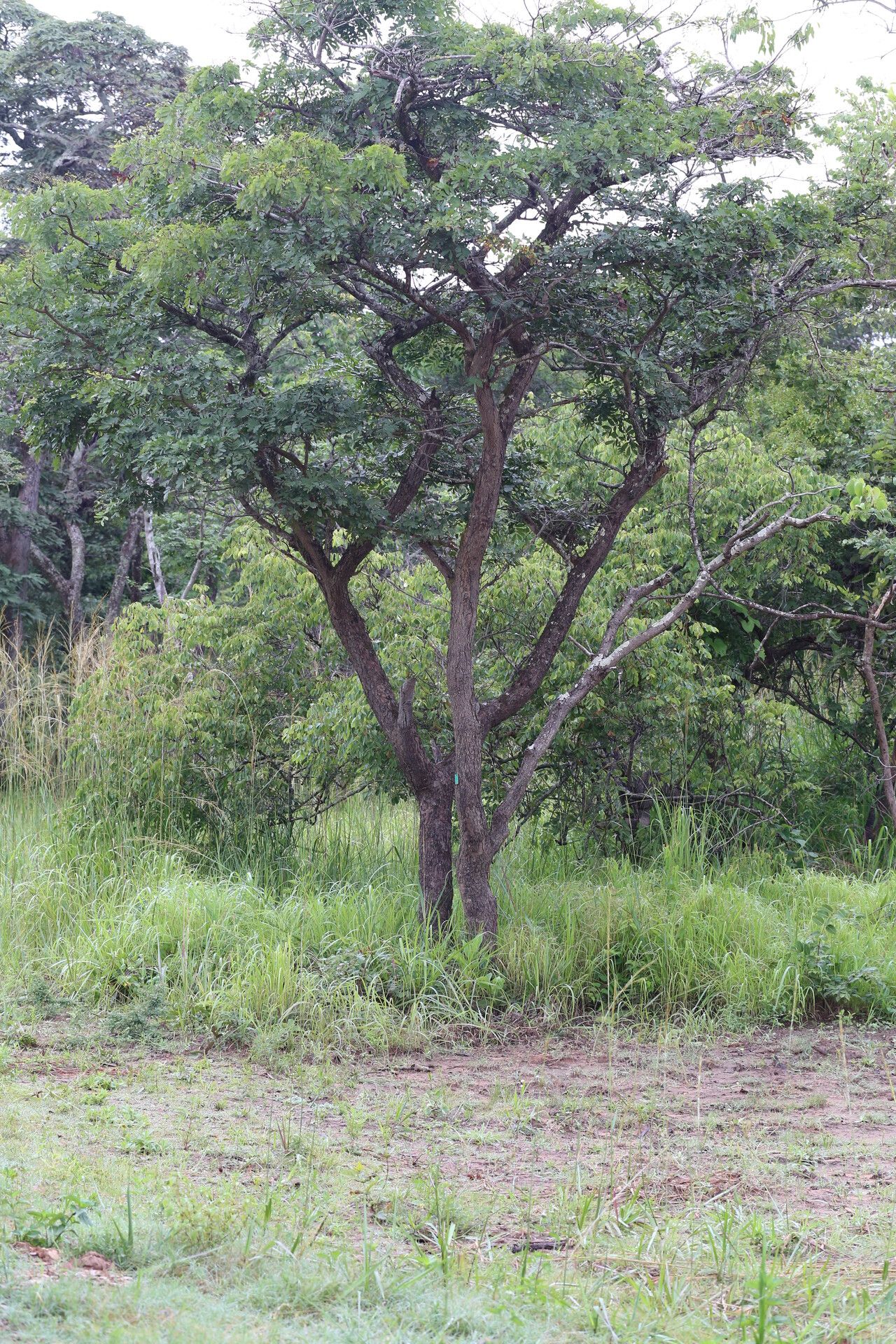 Julbernardia globiflora habit