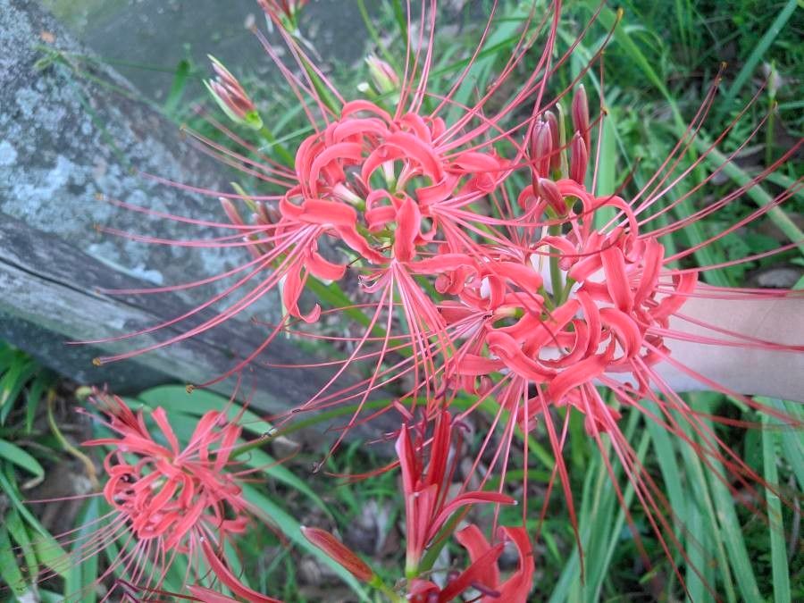 Lycoris radiata flower