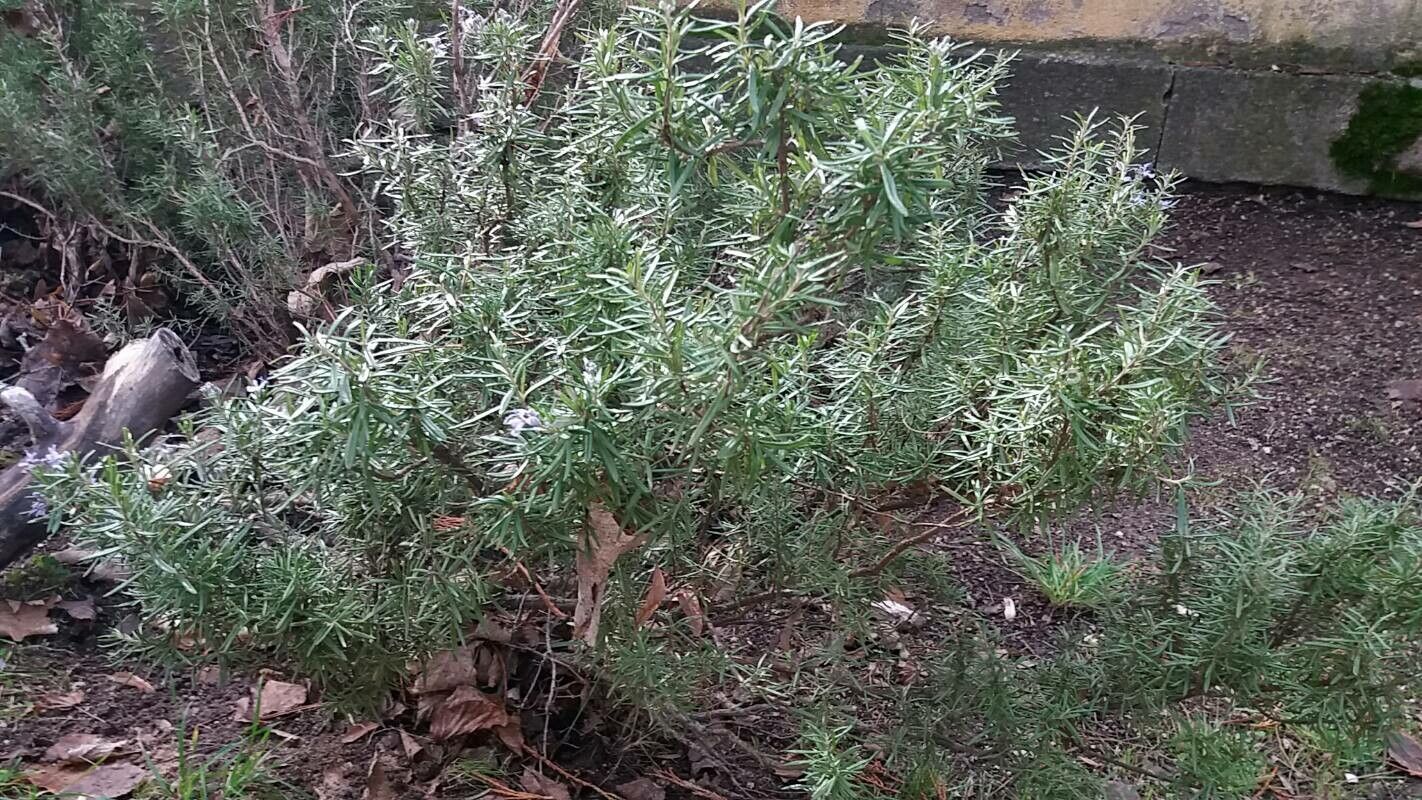 Salvia × lavandulacea flower
