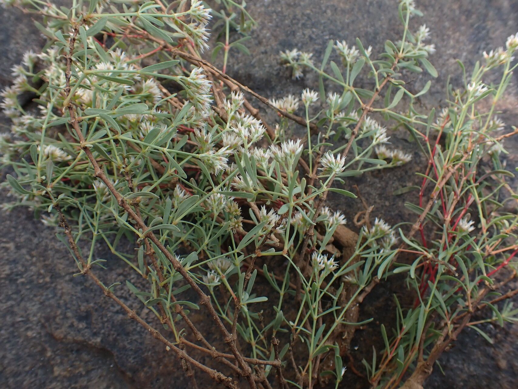 Polycarpaea rheophytica habit
