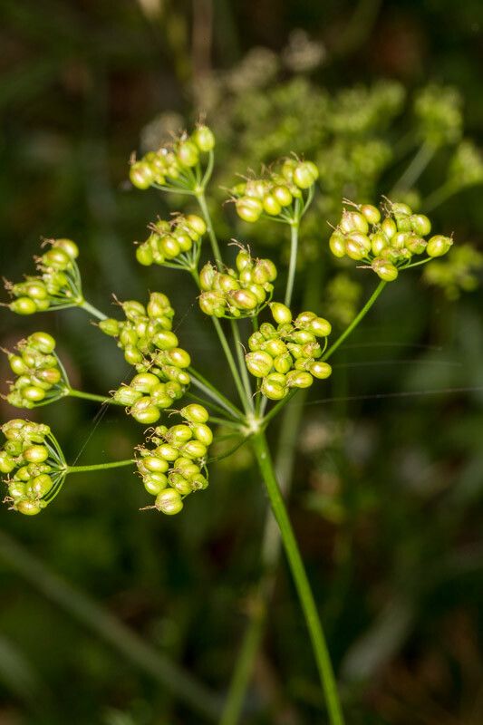Pimpinella saxifraga fruit