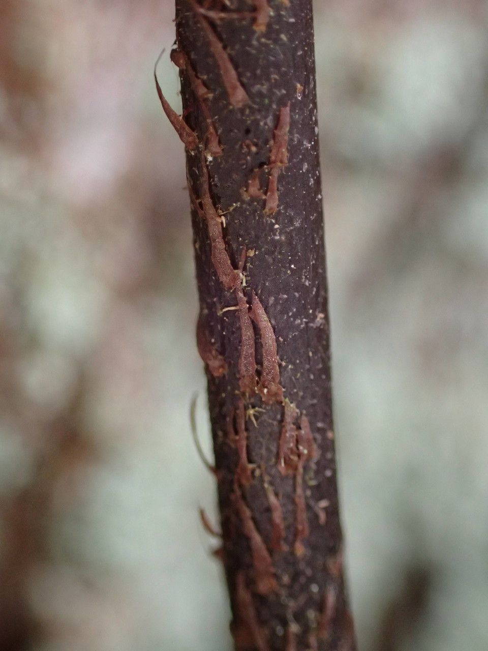 Asplenium sulcatum bark