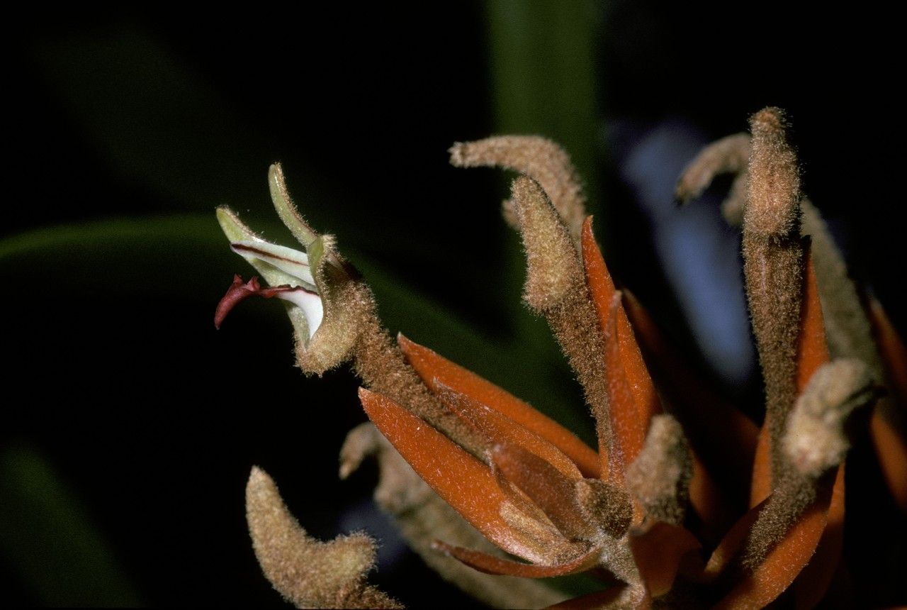 Thelasis micrantha flower