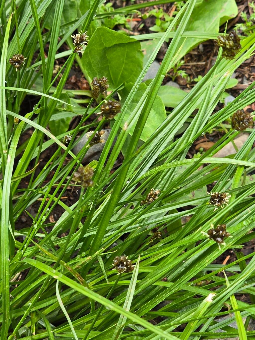 Carex nigricans leaf