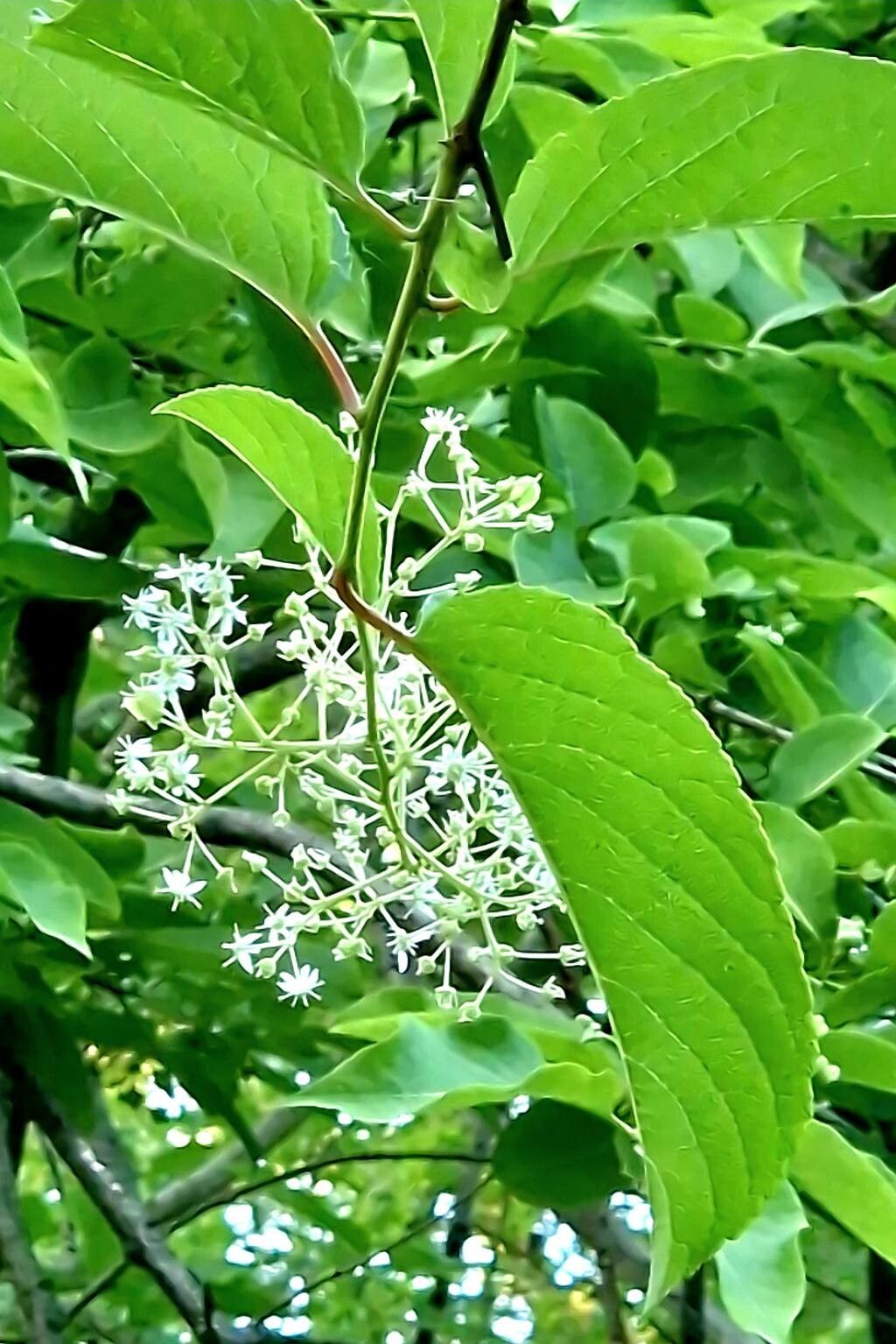 Tripterygium regelii flower