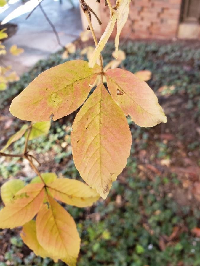 Acer maximowiczianum — search result for 'Acer'