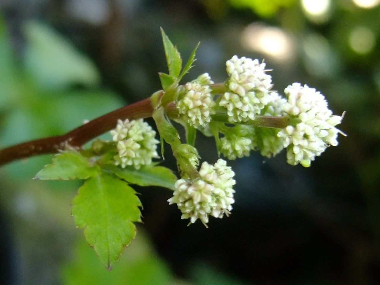 Sanicula elata flower