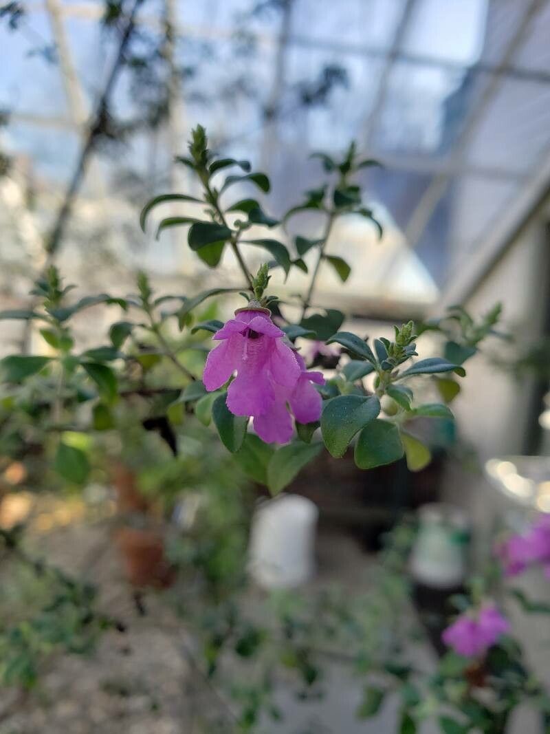 Prostanthera rotundifolia flower