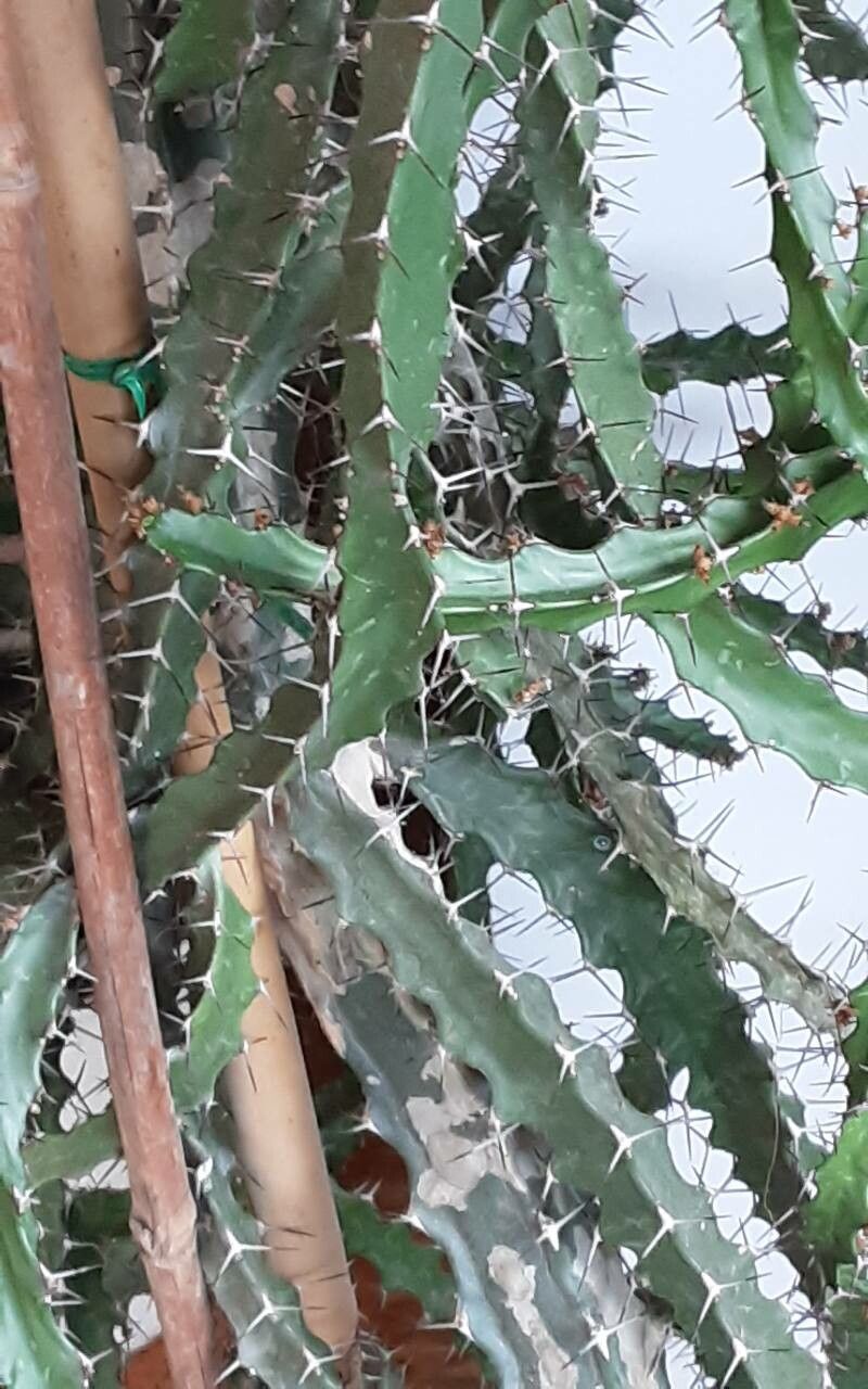 Euphorbia evansii leaf
