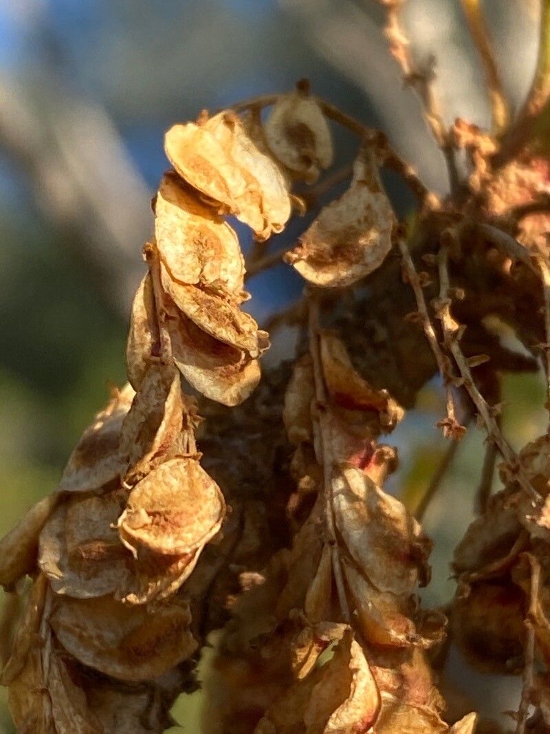 Marcetella moquiniana fruit