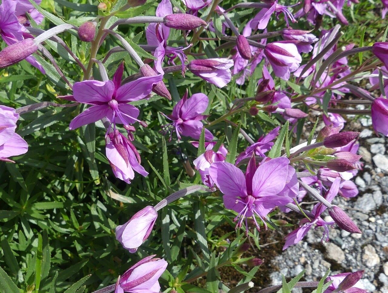 Epilobium dodonaei flower