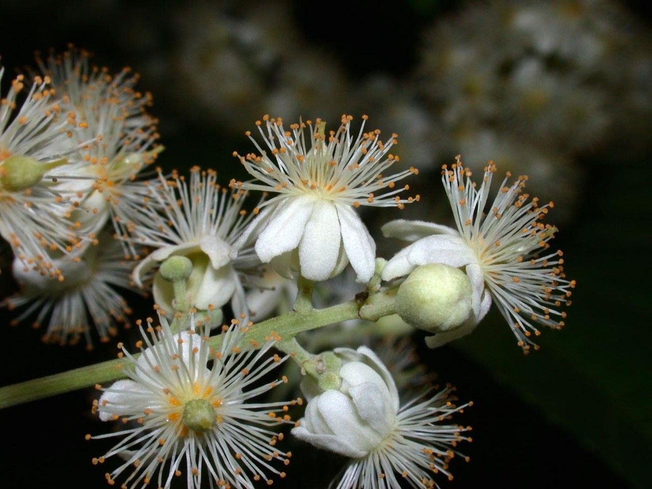 Pleuranthodendron lindenii flower
