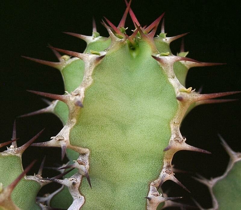 Euphorbia semperflorens — houseplant care guide