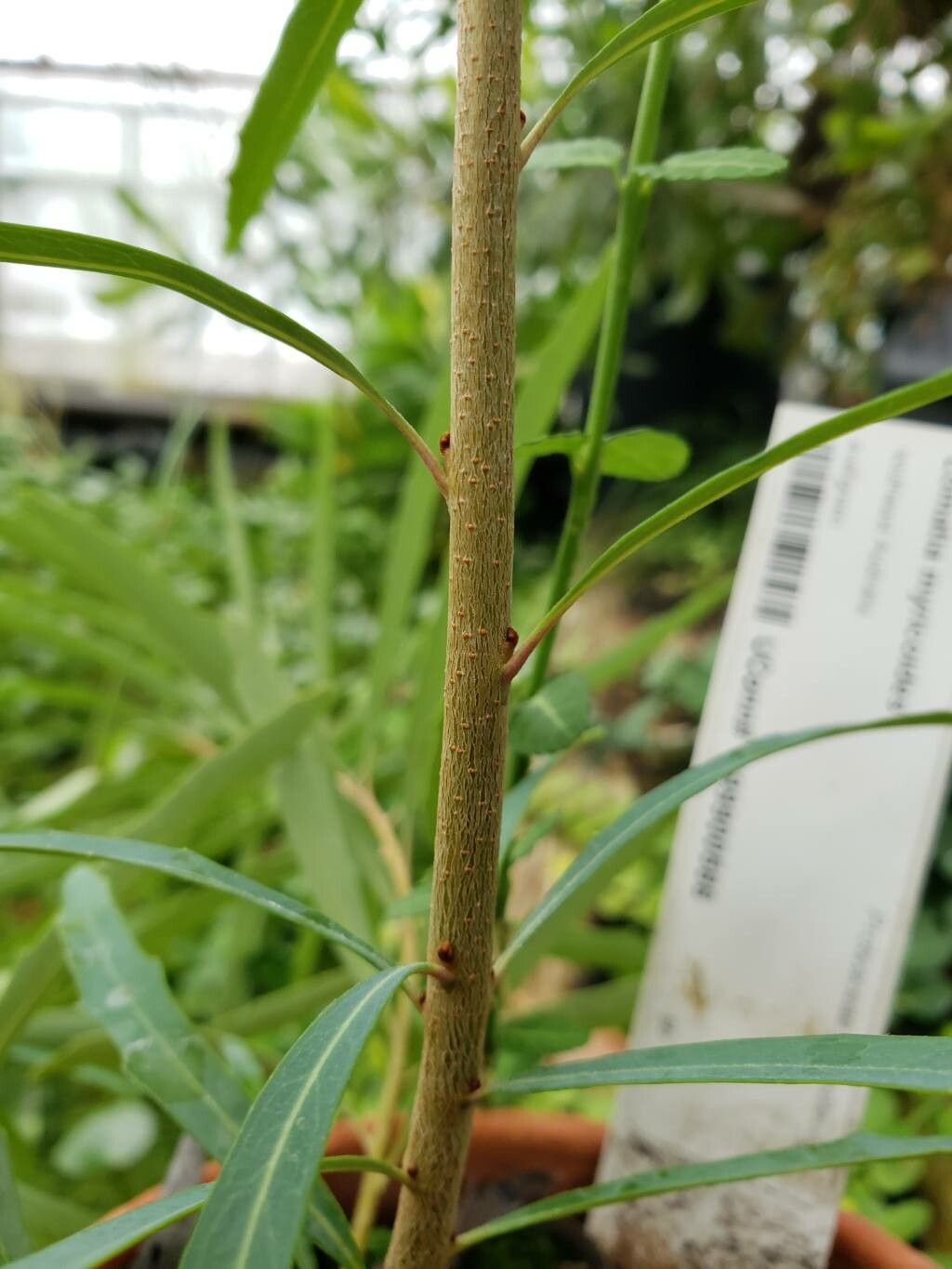Lomatia myricoides bark