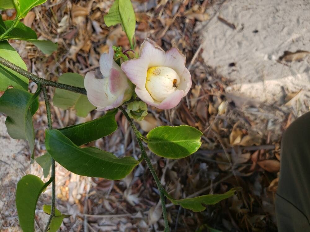Lecythis lurida flower