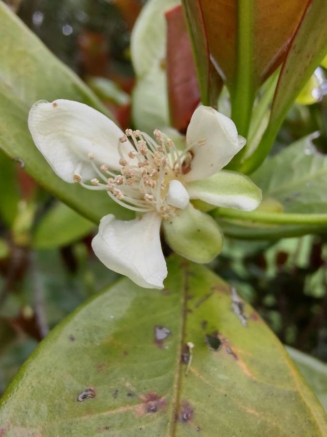 Psidium friedrichsthalianum flower