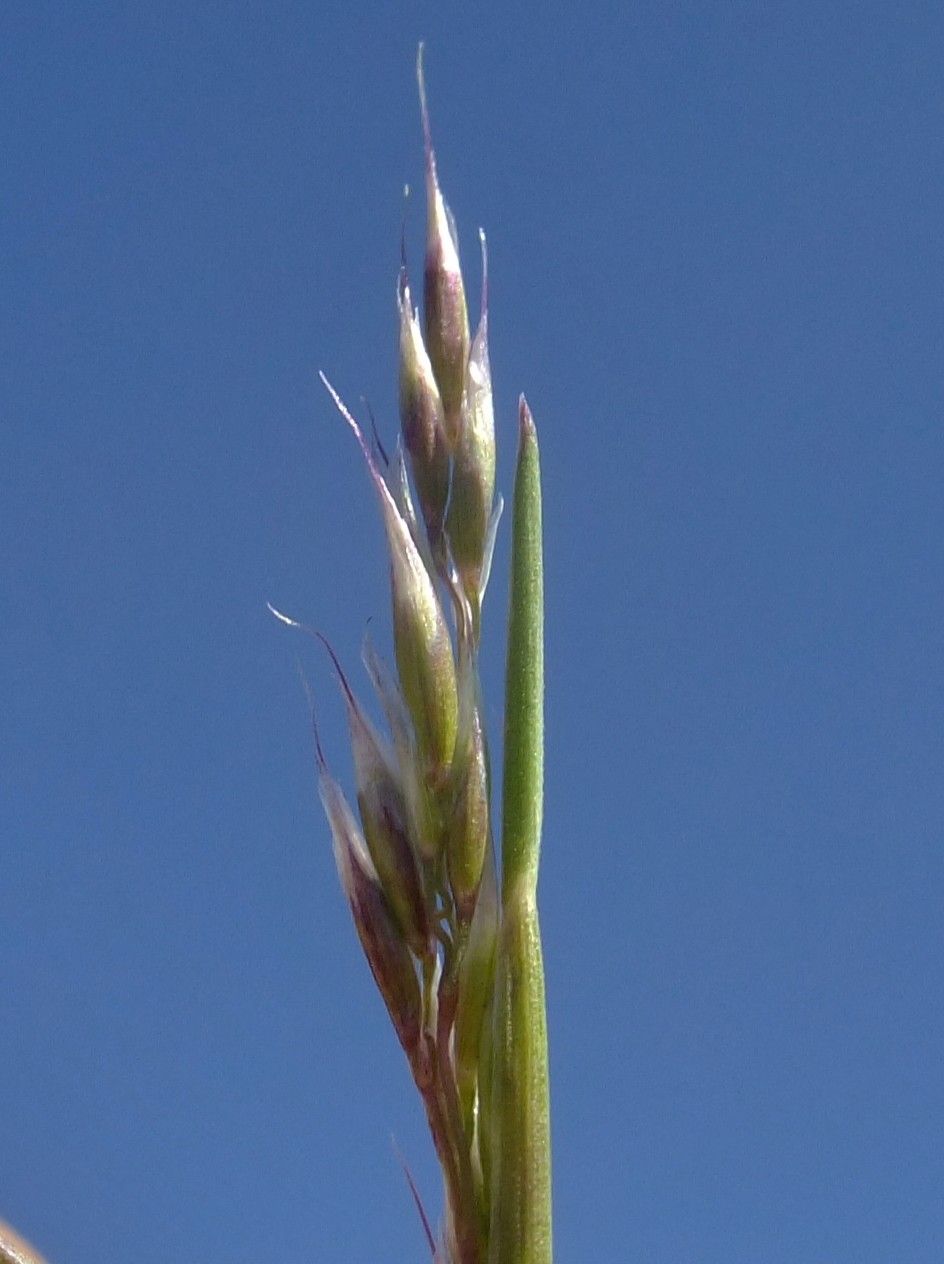 Trisetum distichophyllum flower