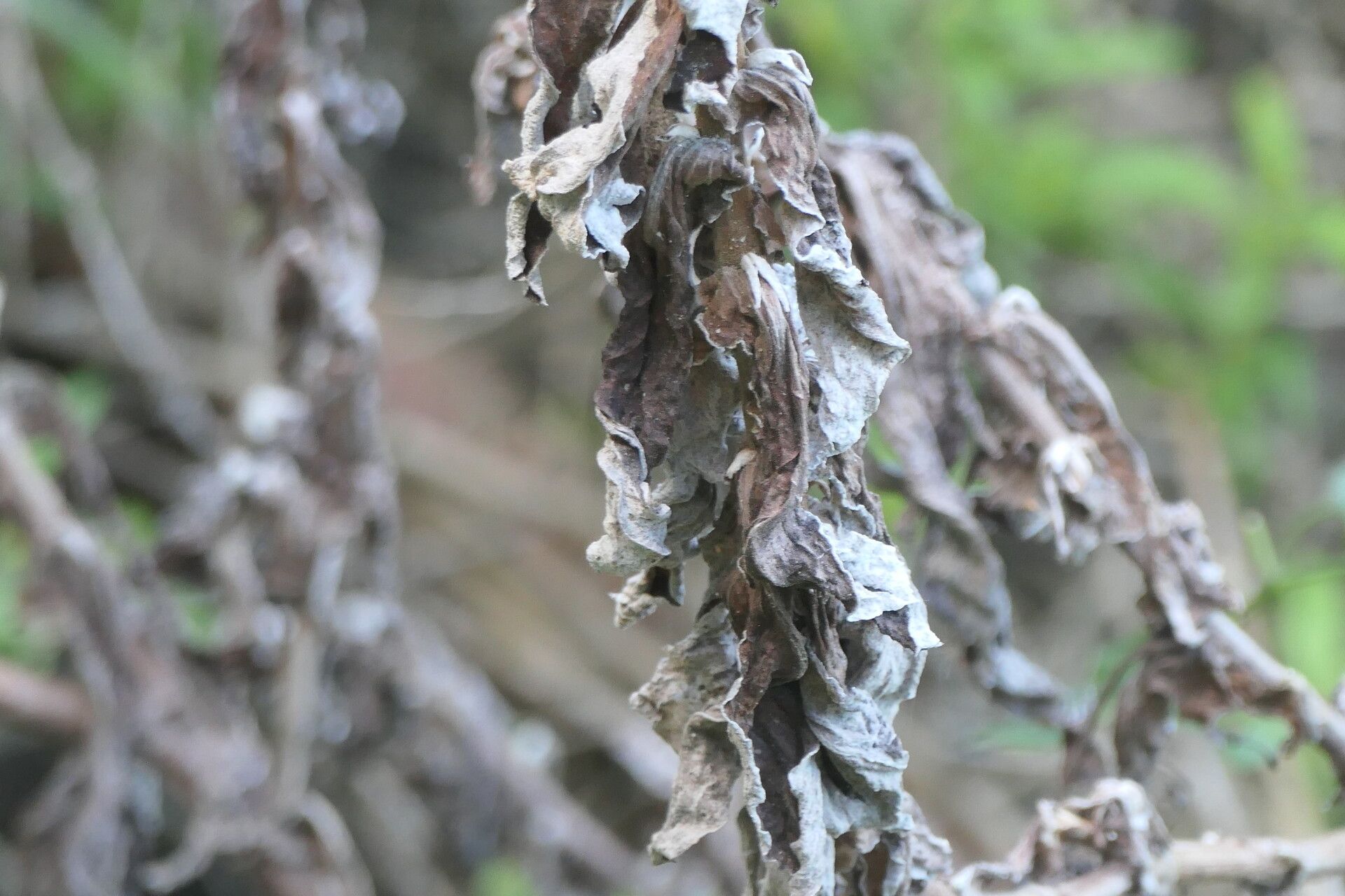 Helichrysum foetidum — search result for 'Helichrysum'