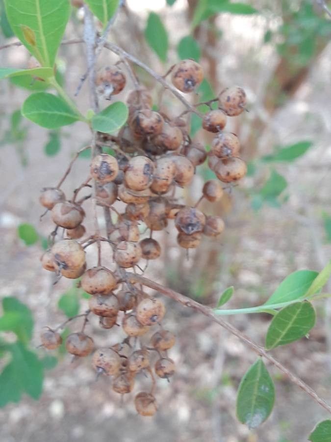Lawsonia inermis fruit