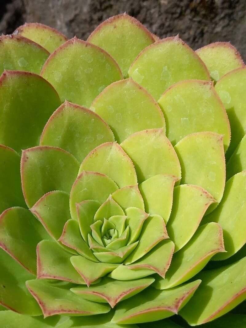 Aeonium urbicum leaf
