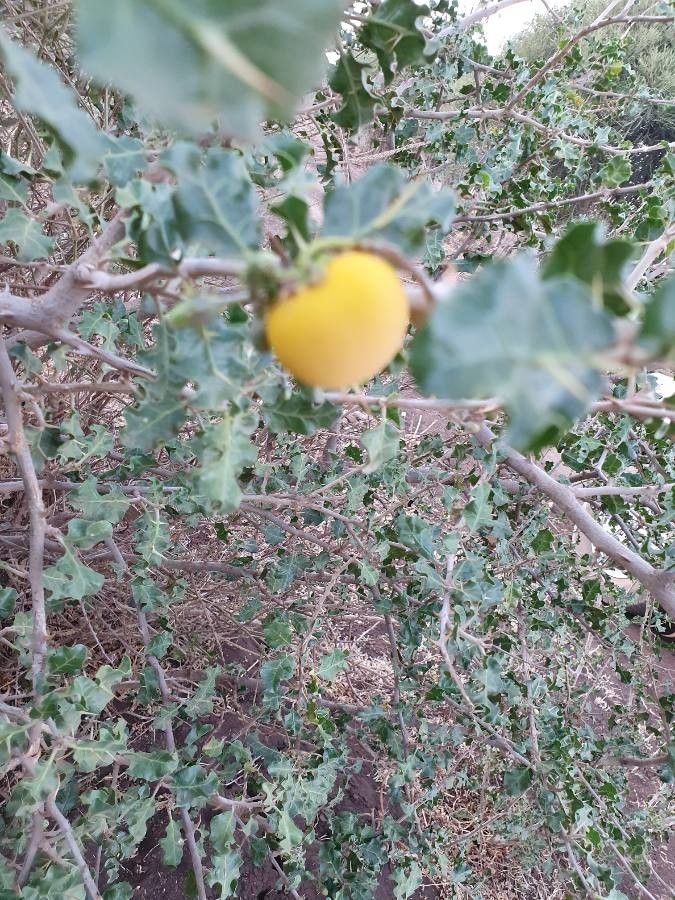 Solanum arundo fruit