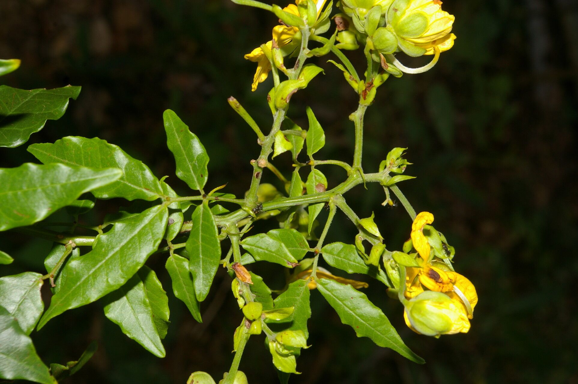Senna undulata flower