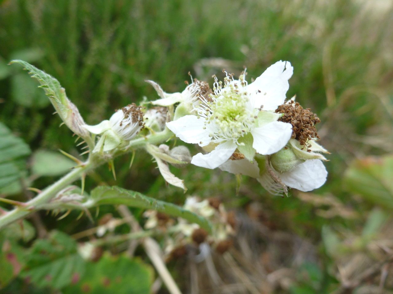 Rubus acutidens flower