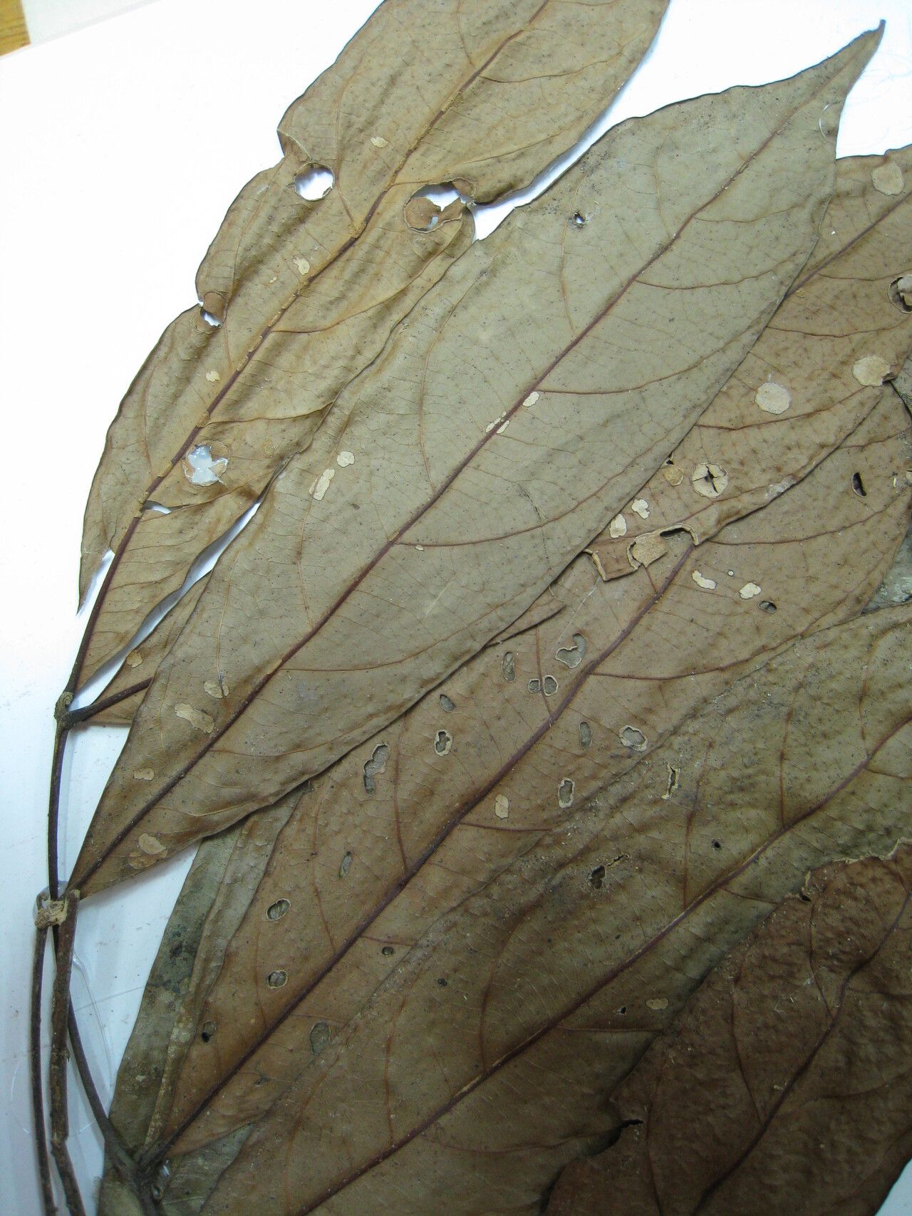 Guarea costata other