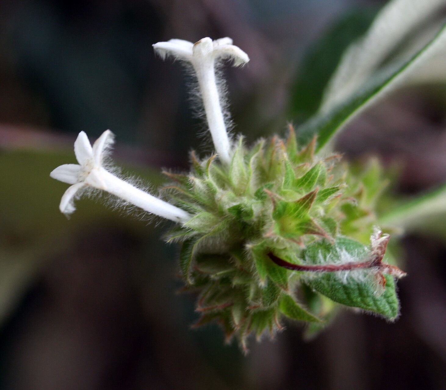 Sabicea velutina — houseplant care guide