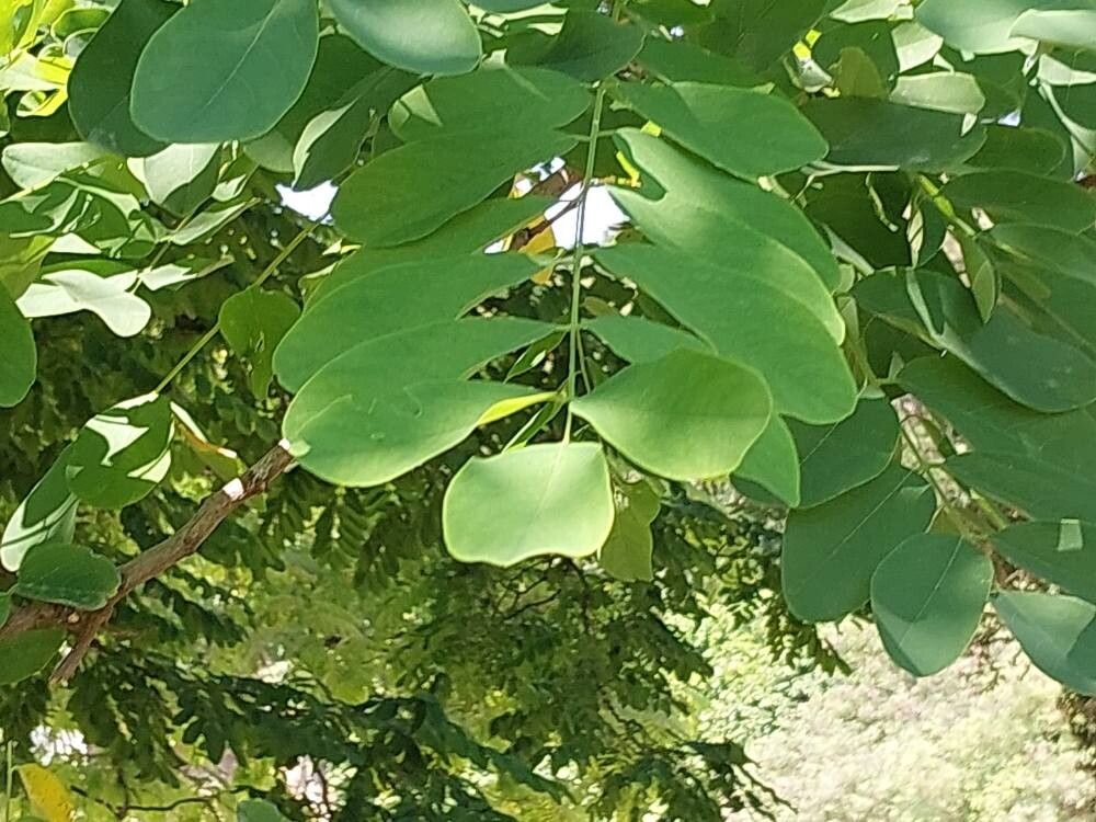 Robinia × ambigua — houseplant care guide