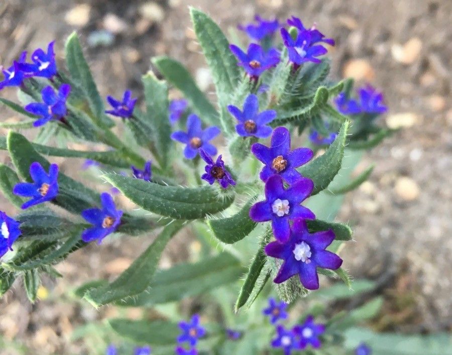 Anchusa officinalis flower