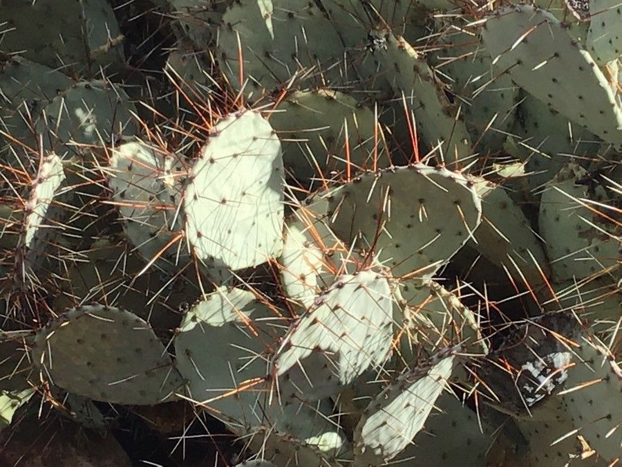 Opuntia macrocentra — search result for 'Opuntia'