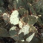 Opuntia macrocentra
