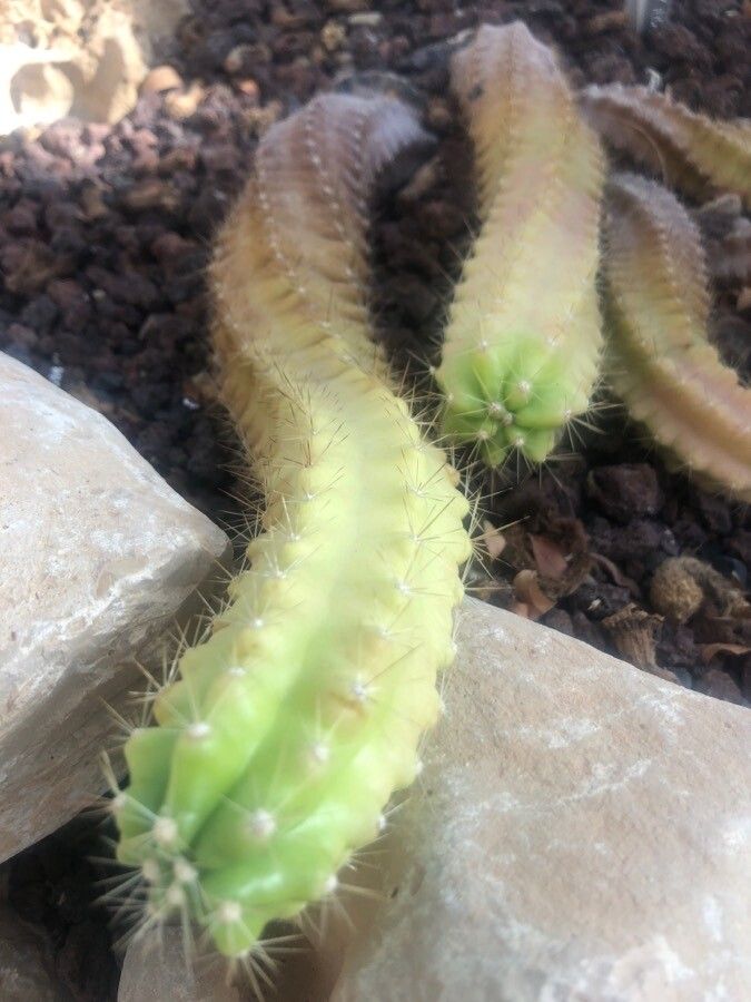 Echinocereus cinerascens leaf