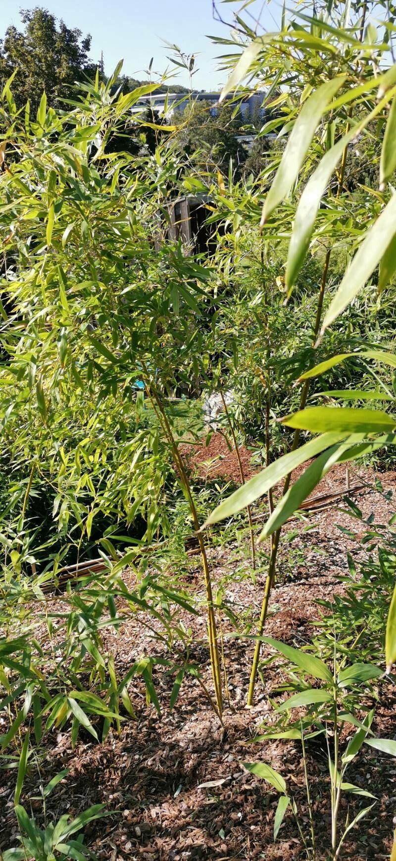 Phyllostachys violascens habit