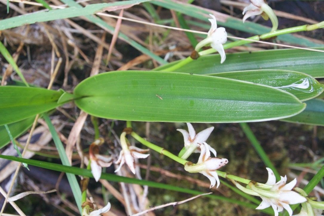 Angraecum striatum — houseplant care guide