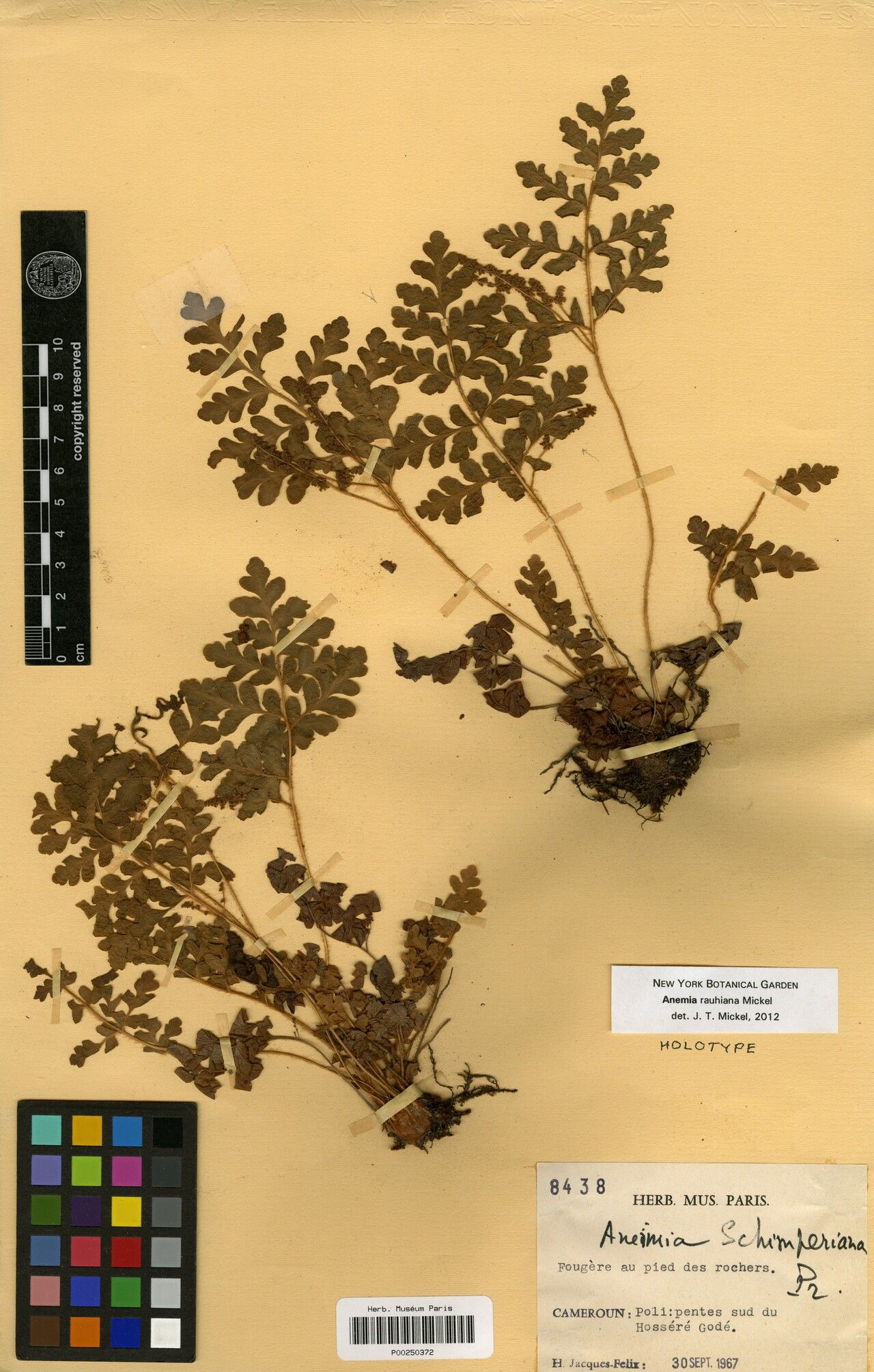 Anemia rauhiana — houseplant care guide