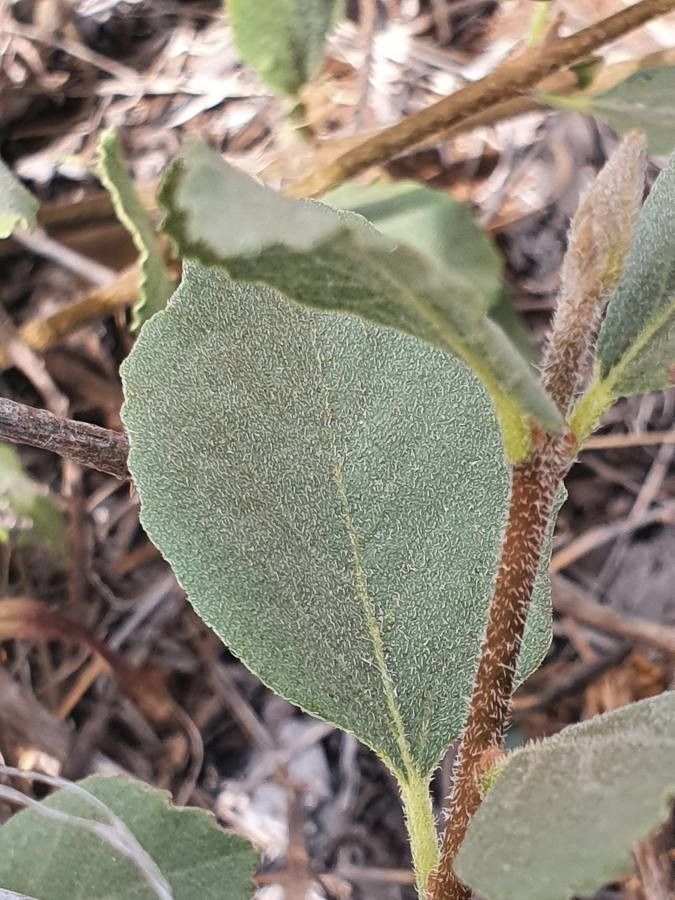 Cordia monoica — search result for 'Boraginaceae'