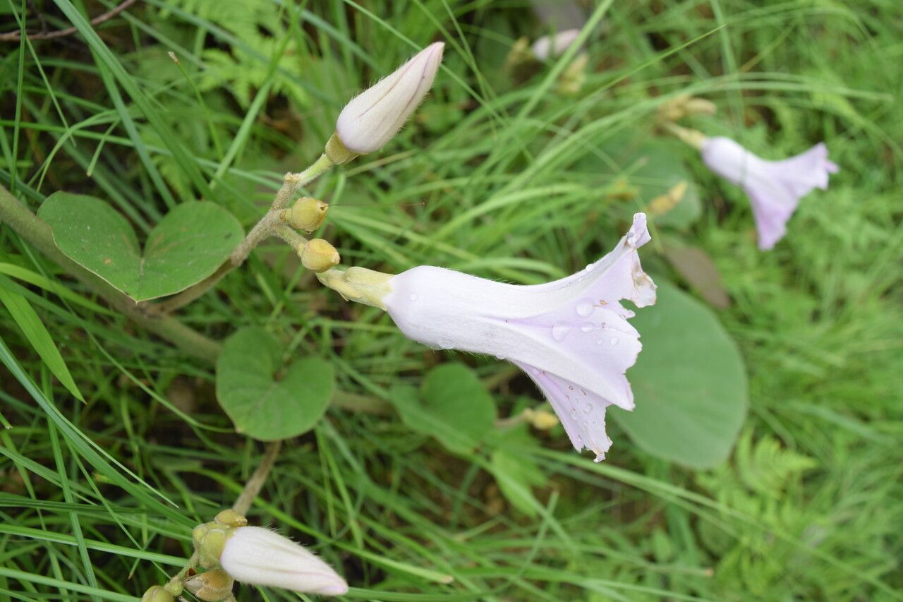Argyreia setosa habit