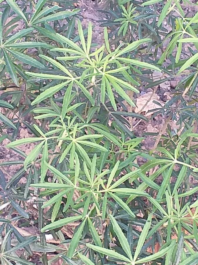 Lupinus arboreus leaf