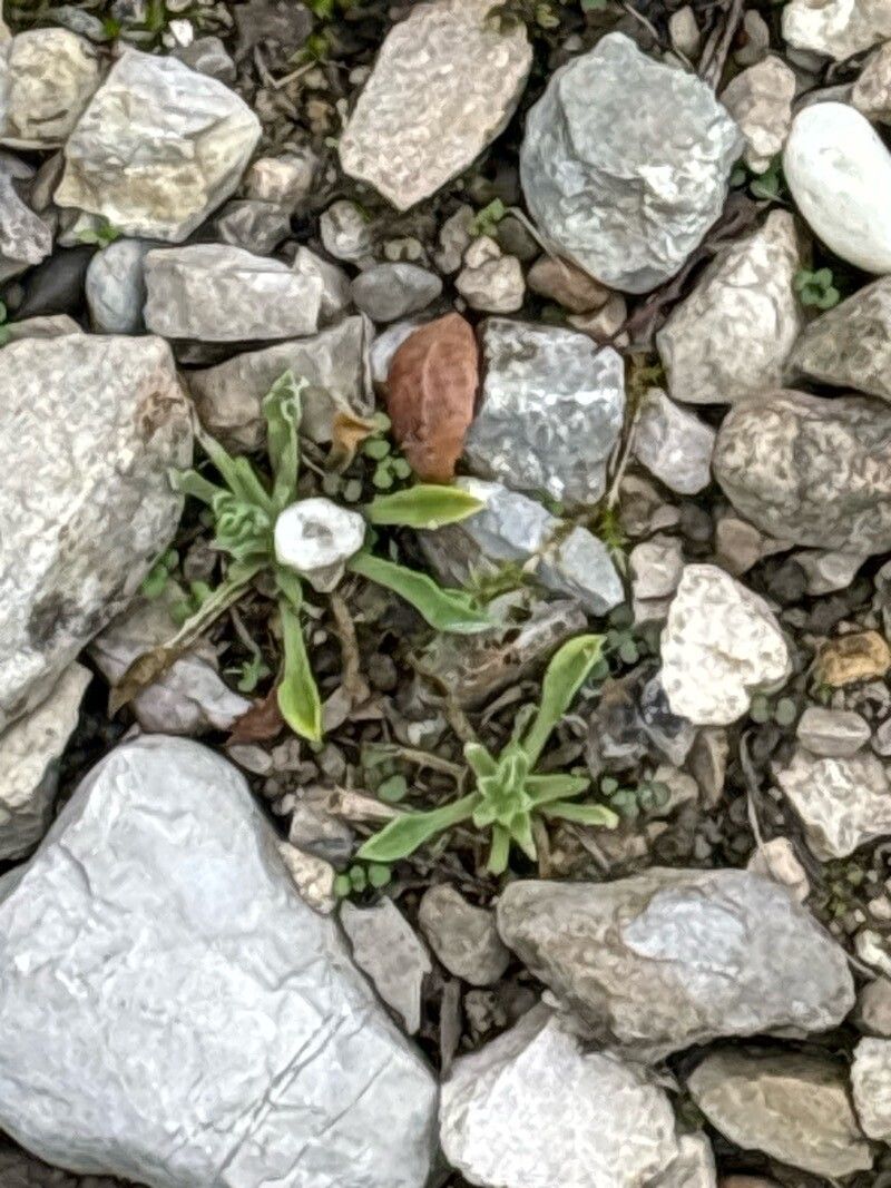 Silene heterodonta — houseplant care guide