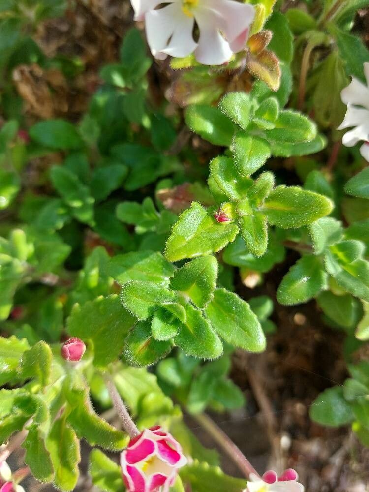 Zaluzianskya ovata — search result for 'Phlox'