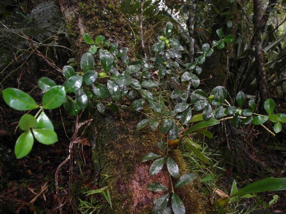 Saldinia coursiana — related species from the same genus